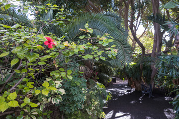 Path through a lush tropical botanical garden on Tenerife Canary Islands with various orchids, ferns and palm trees.