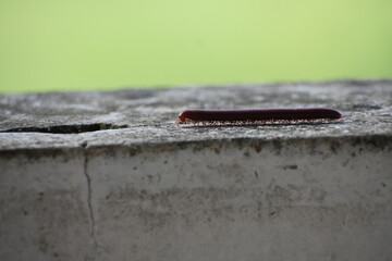 A brown millipede crawls along a textured concrete surface against a light green background.