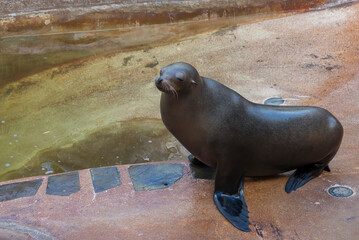 Close up pregnant female sea lion out of the water, enjoying the sun after bath