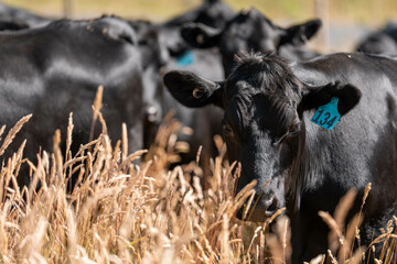 wagyu angus cows Mixed Herd of Healthy Beef Cattle Grazing on Lush Green Pasture. Regenerative...