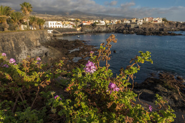 Views of the picturesque Alcala village with traditional architecture houses, small tranquil cove with beach and pier. Pink flowers in foreground, selective focus. Tenerife, Canary Islands, Spain