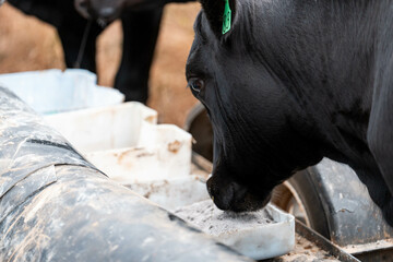 angus Black Beef Cow Accessing Supplements from a Feeder in an Australian Farm. Highlighting Animal Nutrition, Livestock Management, and Sustainable Farming Practices