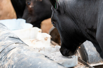 angus Black Beef Cow Accessing Supplements from a Feeder in an Australian Farm. Highlighting Animal...