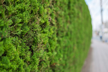 豊かに生い茂る住宅街の生垣