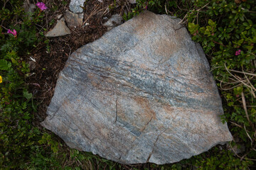 Large stratified stone boulder showing geological formations amid green plants and purple mountain flowers