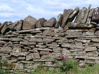 Dry stone wall in Wye Valley, Powys, Wales, with foxglove flower at base.