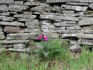 Old stone wall with foxglove flower at base. © Mark Insoll