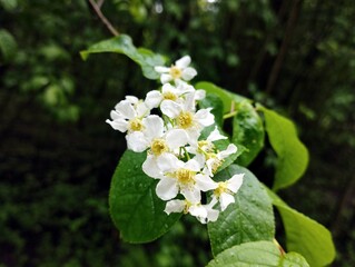 Bird cherry branch on dark background