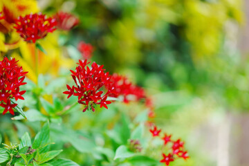 小さくて赤いペンタスの花