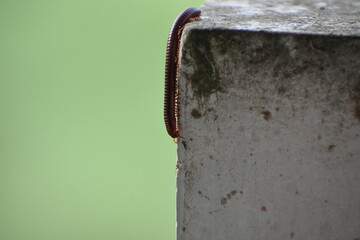 A brown millipede crawls along a textured concrete surface against a light green background.