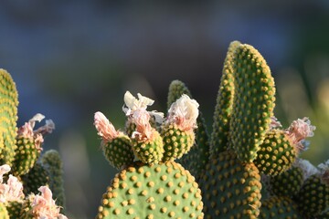 Blooming Cactus Flowers in Sunlight: A Beautiful Close-Up of Natures beauty