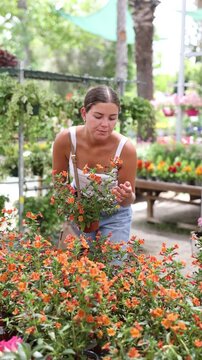 Cheerful young girl choosing potted mimulus aurantiacus (bush monkey flower) in flower shop to decorate courtyard or patio. High quality 4k footage