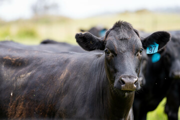 wagyu angus cows Mixed Herd of Healthy Beef Cattle Grazing on Lush Green Pasture. Regenerative...