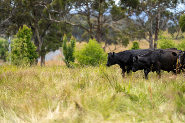 Fototapeta premium herd of cows in a field grazing on green lush pasture. Expansive Australian Farm Landscape with a dam, Trees, and Distant Grazing Livestock. Rural Agriculture and Sustainable Land Management australia