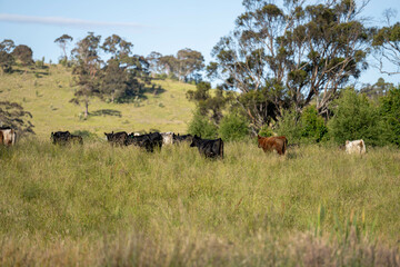herd of cows in a field grazing on green lush pasture. Expansive Australian Farm Landscape with a...