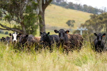 wagyu angus cows Mixed Herd of Healthy Beef Cattle Grazing on Lush Green Pasture. Regenerative...