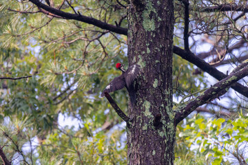 The pileated woodpecker ( Dryocopus pileatus).The bird native to North America.