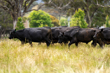 wagyu angus cows Mixed Herd of Healthy Beef Cattle Grazing on Lush Green Pasture. Regenerative...
