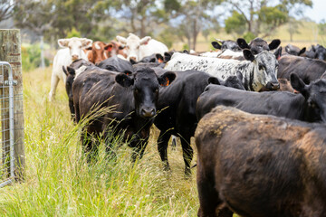 wagyu angus cows Mixed Herd of Healthy Beef Cattle Grazing on Lush Green Pasture. Regenerative...