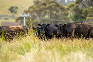wagyu angus cows Mixed Herd of Healthy Beef Cattle Grazing on Lush Green Pasture. Regenerative...