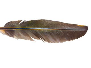 Close up on feather isolated
