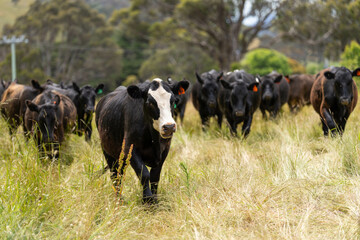 wagyu angus cows Mixed Herd of Healthy Beef Cattle Grazing on Lush Green Pasture. Regenerative...