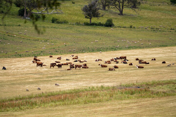 wagyu angus cows Mixed Herd of Healthy Beef Cattle Grazing on Lush Green Pasture. Regenerative...