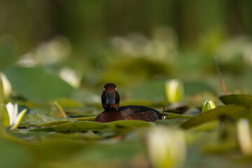 A wild mallard duck on the water in its natural environment