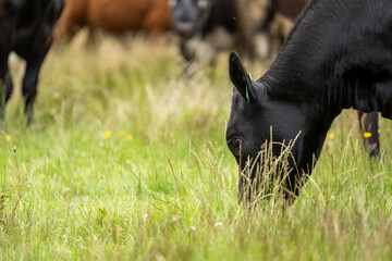 wagyu angus cows Mixed Herd of Healthy Beef Cattle Grazing on Lush Green Pasture. Regenerative...