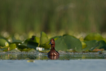 A wild mallard duck on the water in its natural environment
