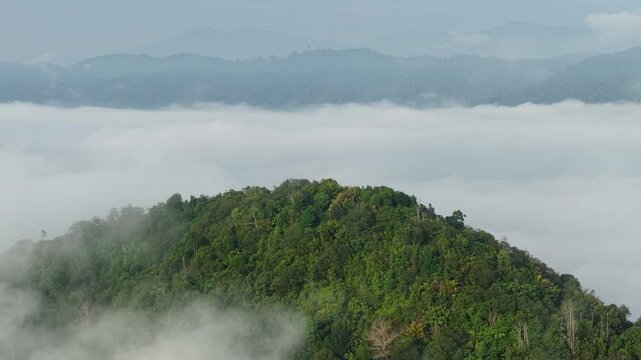 Breathtaking aerial view of lush tropical forest emerging through soft morning clouds. The vibrant green canopy contrasts beautifully with the misty white fog, creating a dreamy and serene landscape