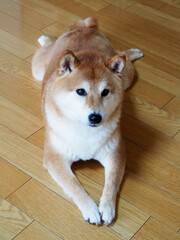 可愛い柴犬
cute shiba inu