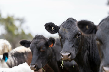wagyu angus cows Mixed Herd of Healthy Beef Cattle Grazing on Lush Green Pasture. Regenerative...
