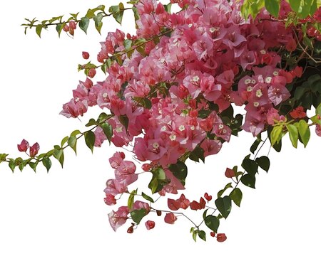 Rendered image of a blooming vine bougainvillea with pink blossoms