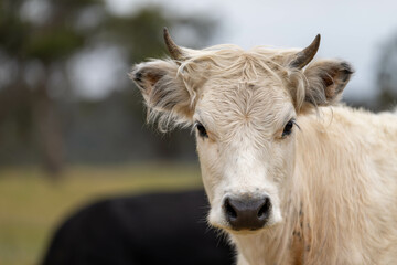 wagyu angus cows Mixed Herd of Healthy Beef Cattle Grazing on Lush Green Pasture. Regenerative...