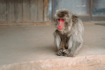 A Japanese macaque with a red face sits quietly on a concrete platform, captured in Kyoto, Japan.