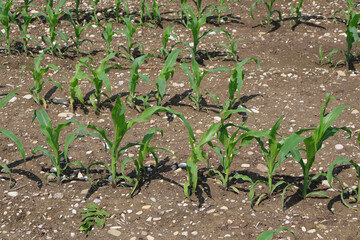 Rows of young corn plants thriving on a well-prepared farm field soil under sunlight. Ideal for...