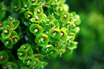 A close-up of numerous vibrant green spurge flowers with distinctive reddish-brown and white...