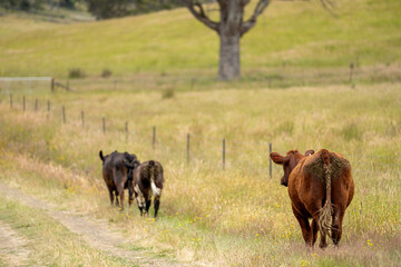 wagyu angus cows Mixed Herd of Healthy Beef Cattle Grazing on Lush Green Pasture. Regenerative Sustainable Australian Agriculture, Responsible Livestock Farming, and Natural Environment in Australia