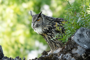 Eagle owl