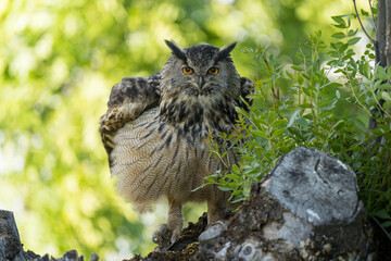 Eagle owl