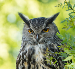 Eagle owl portrait
