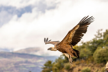 The flight of the griffone