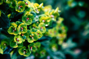 A vibrant cluster of chartreuse-colored spurge flowers, each featuring a striking red and white...