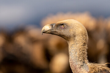 Griffon vulture portrait