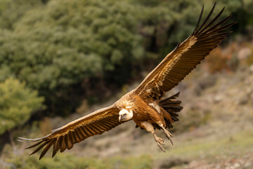 Griffon Vulture on flight