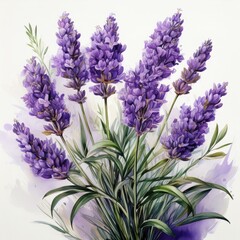 Obraz premium lavender