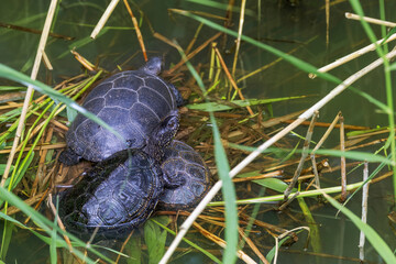 European pond turtle. Emys orbicularis. Three turtles on hummock in water
