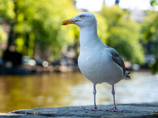 seagull in Amsterdam