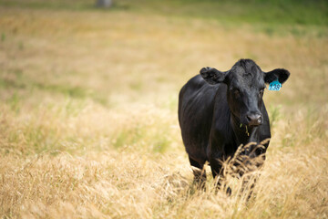 wagyu angus cows Mixed Herd of Healthy Beef Cattle Grazing on Lush Green Pasture. Regenerative...